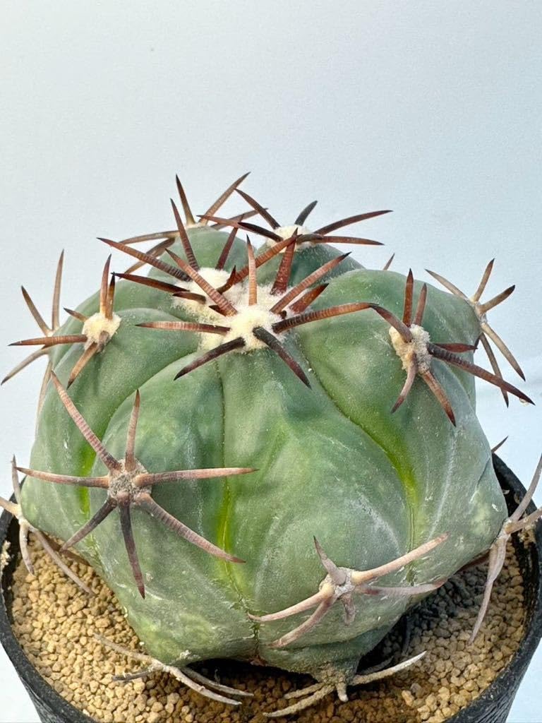 Amazon.co.jp: エキノカクタス 小平丸 (Echinocactus moelleri) 実生
